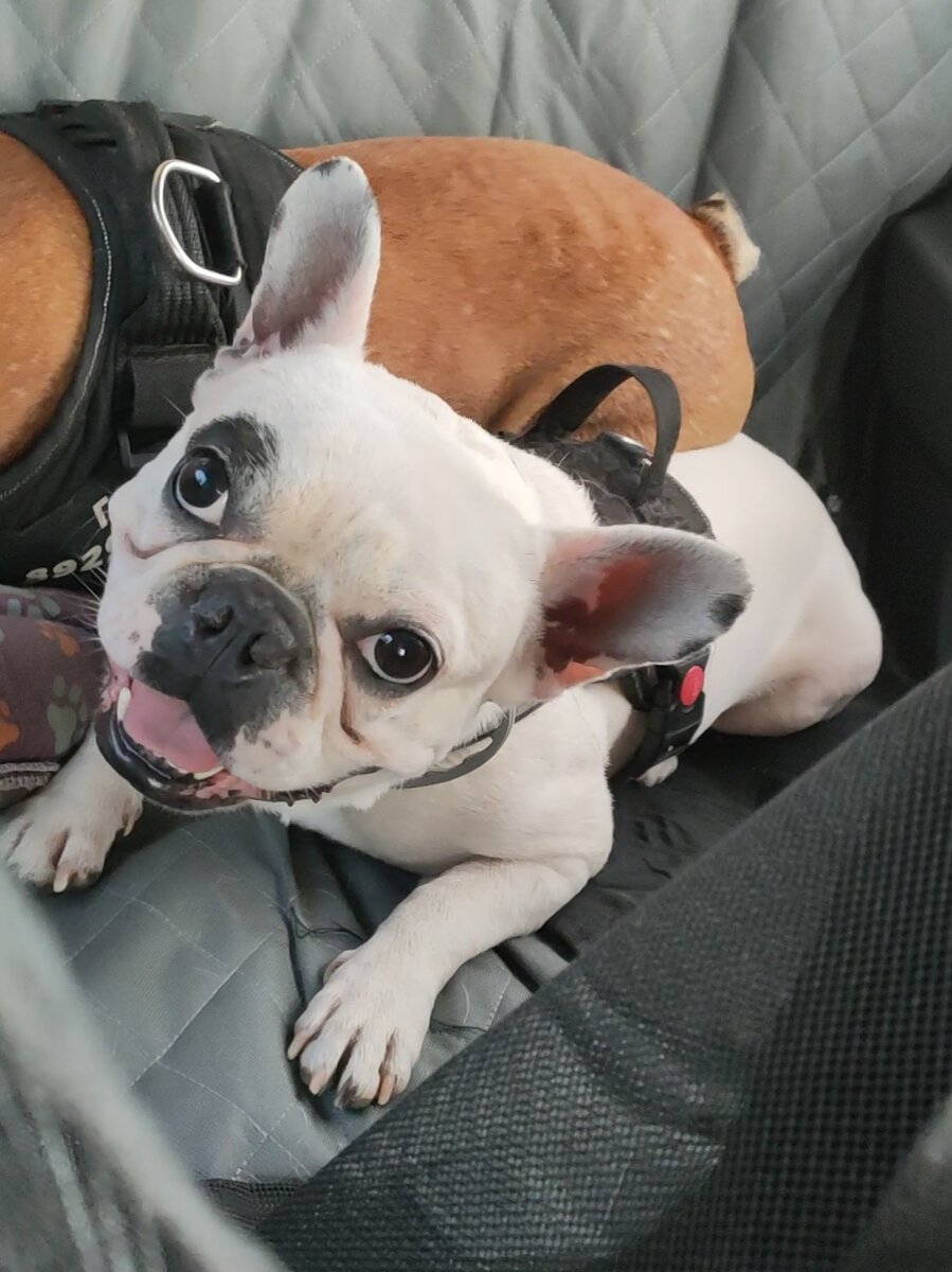 Так удобнее - посадить попу на старшего брата