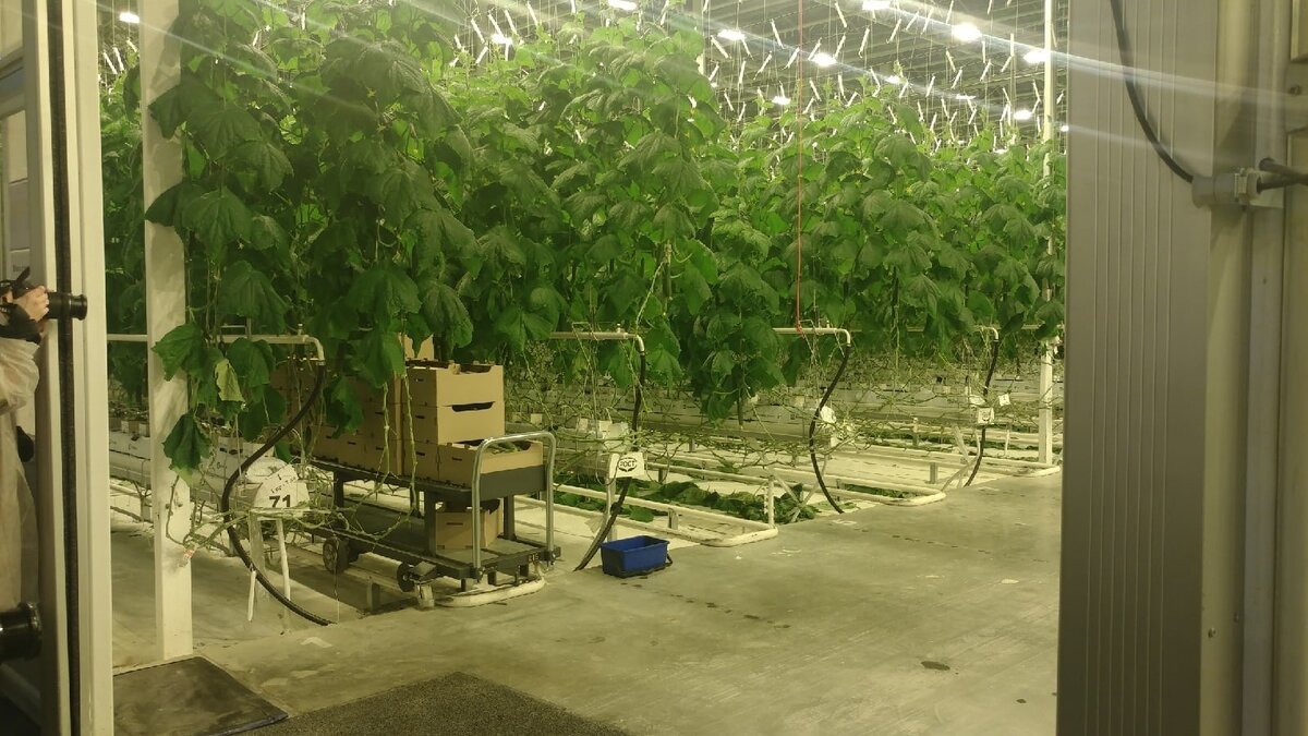     Жительница Бора пожаловалась в суд на полицию и прокуратуру, которые якобы не принимают действий по привлечению ООО «Тепличный Комбинат Нижегородский» к ответственности. Однако инстанция оставила ее жалобу без удовлетворения. Об этом говорится на сайте городского суда.