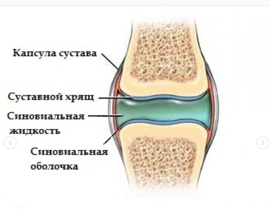 Суставная хрящевая ткань. Строение синовиальной оболочки сустава. Синовиальная жидкость в суставах. Суставная жидкость в кости. Хрящевая ткань коленного сустава.