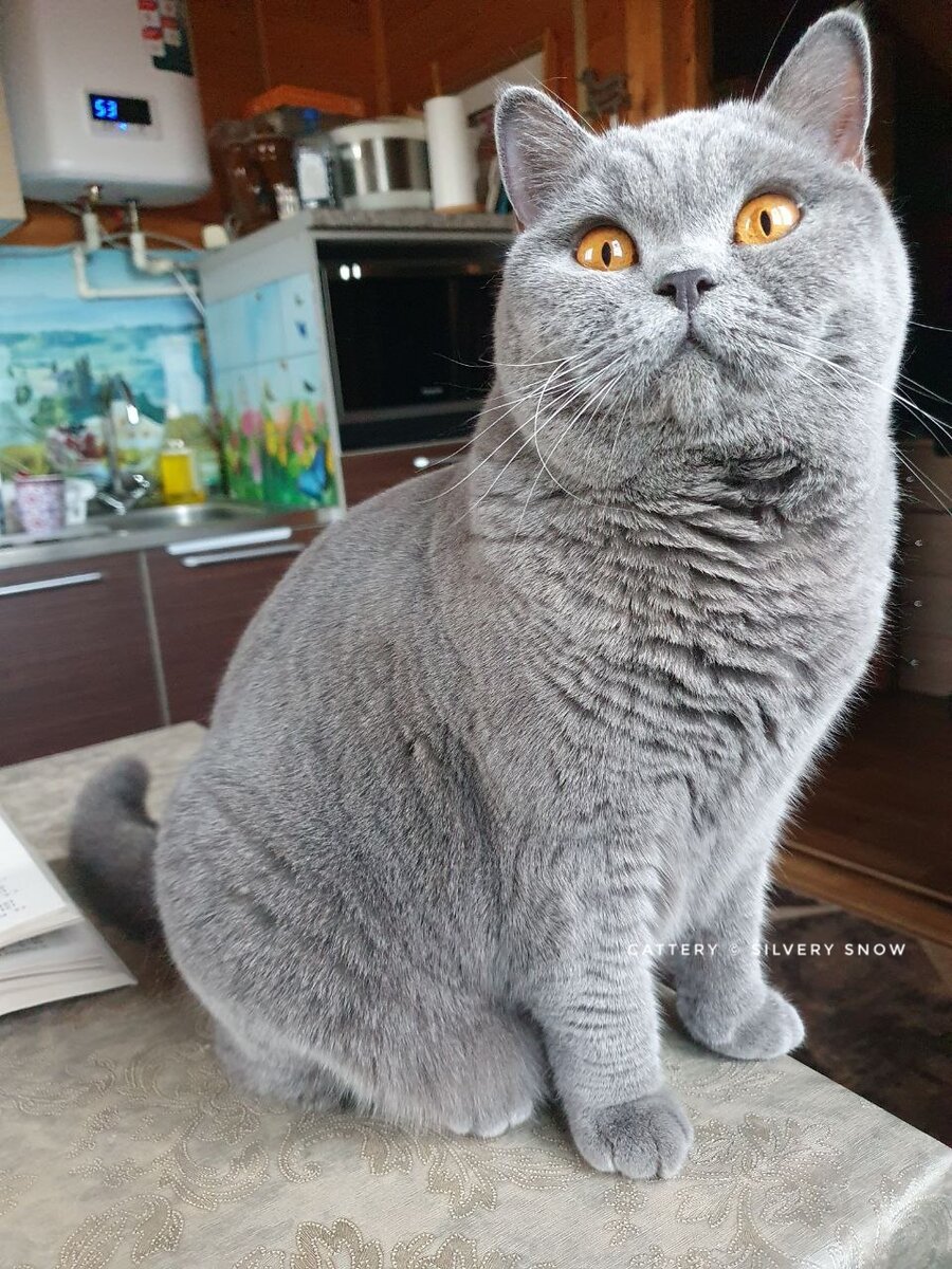 Толстый кот британец
