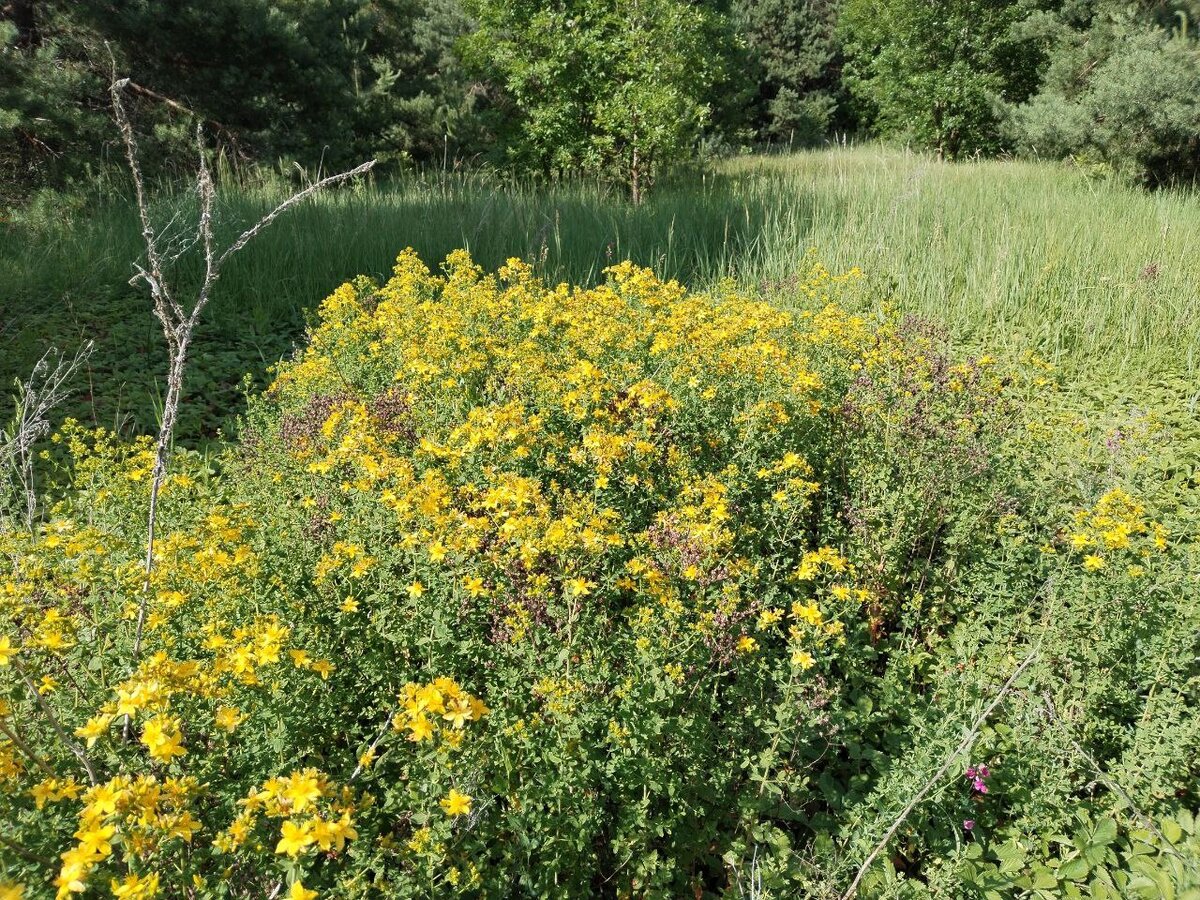 Зверобой растет у нас только в лесу, на опушках. 