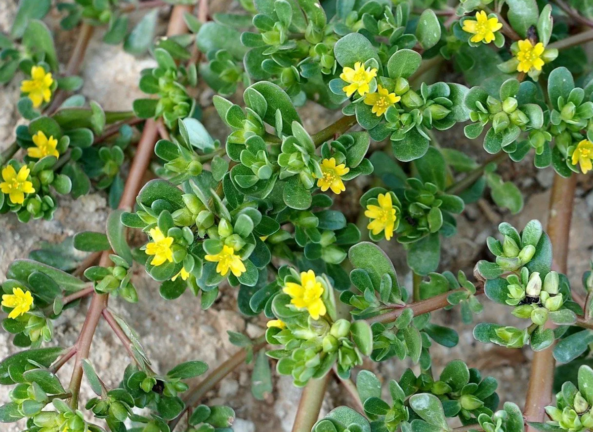 Onze-horas - Portulaca grandiflora Flor onze horas, Plantas jardim, Onze-horas