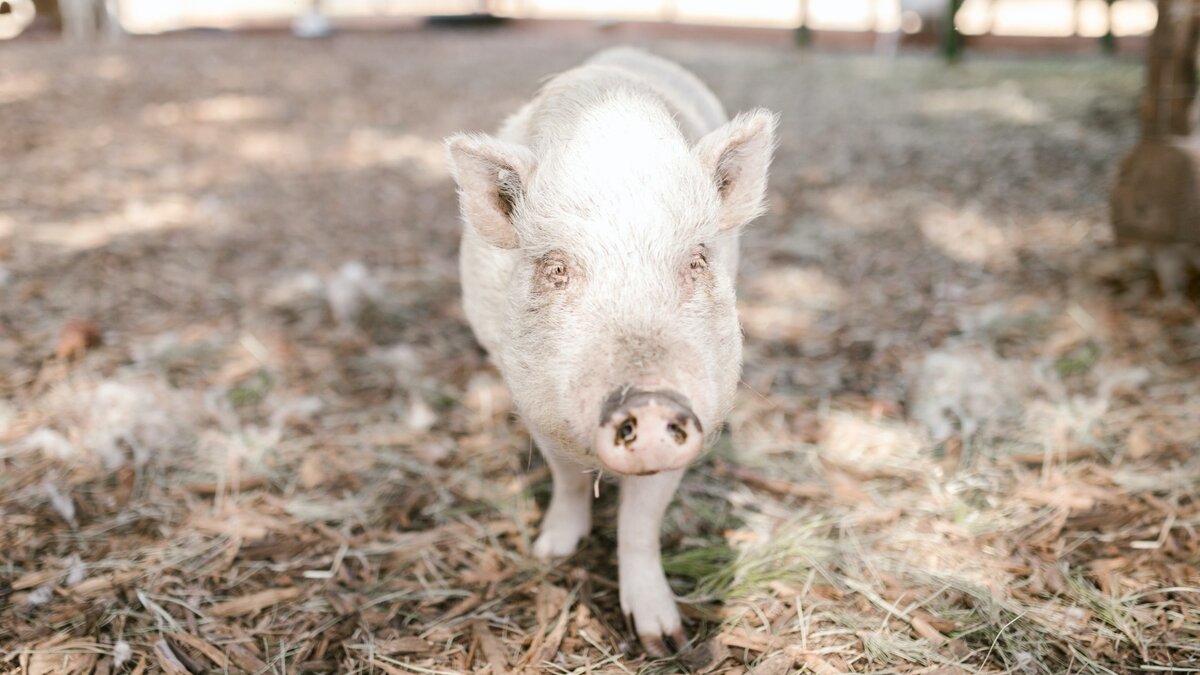 Сельская свинья. Поросенок. Фото деревенской свинки. Рожа при обработке свиньей.