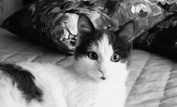 Кошечка погибла...
