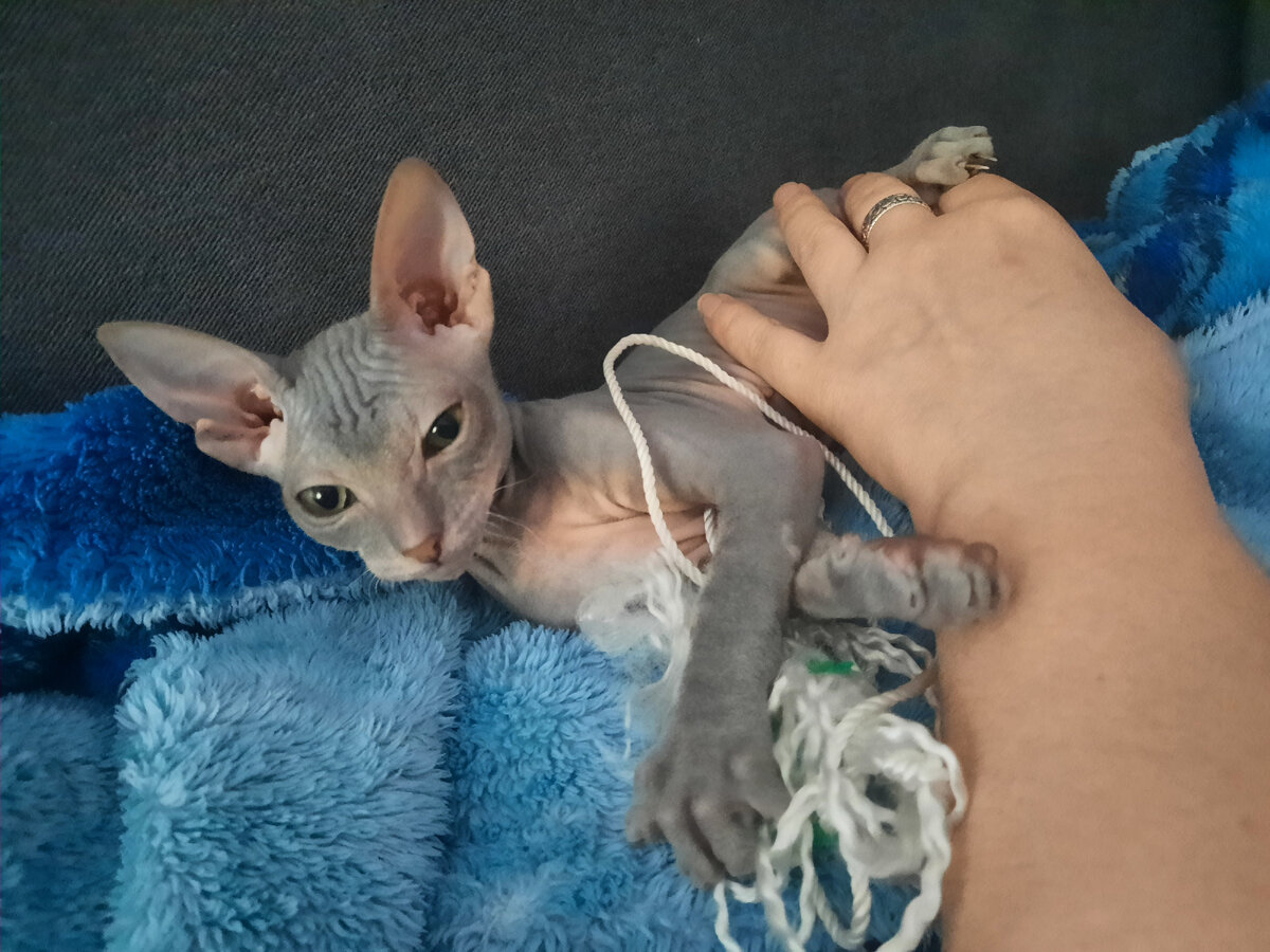 Первая игрушка в прикуску с рукой 