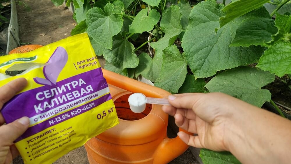 Удобрение с кальцием для огурцов. Подкормка огурцов в теплице. Удобрение для огурцов. Какой калий лучше для огурцов. Удобрения с калием для огурцов.