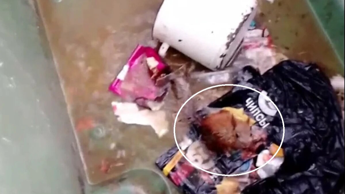 Фото: стоп-кадр из видео