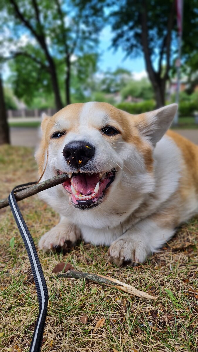 Улыбайся и грызи