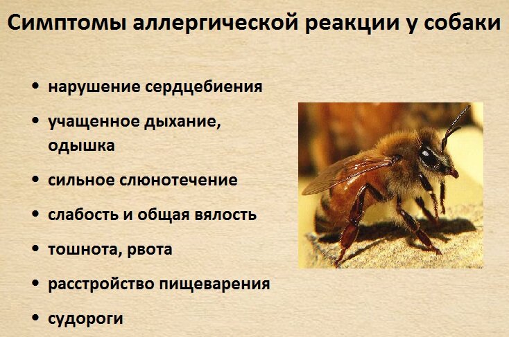 Чем лечить укус осы или пчелы у собаки: быстрое первое помощь