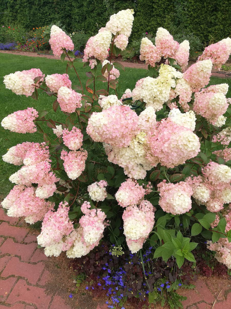 САНДИ ФРАЙЗ, АВГУСТ 2022