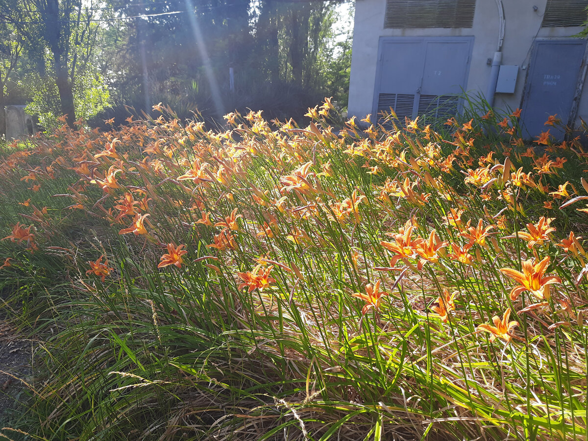 По дороге на пляж. Аше. Фото автора