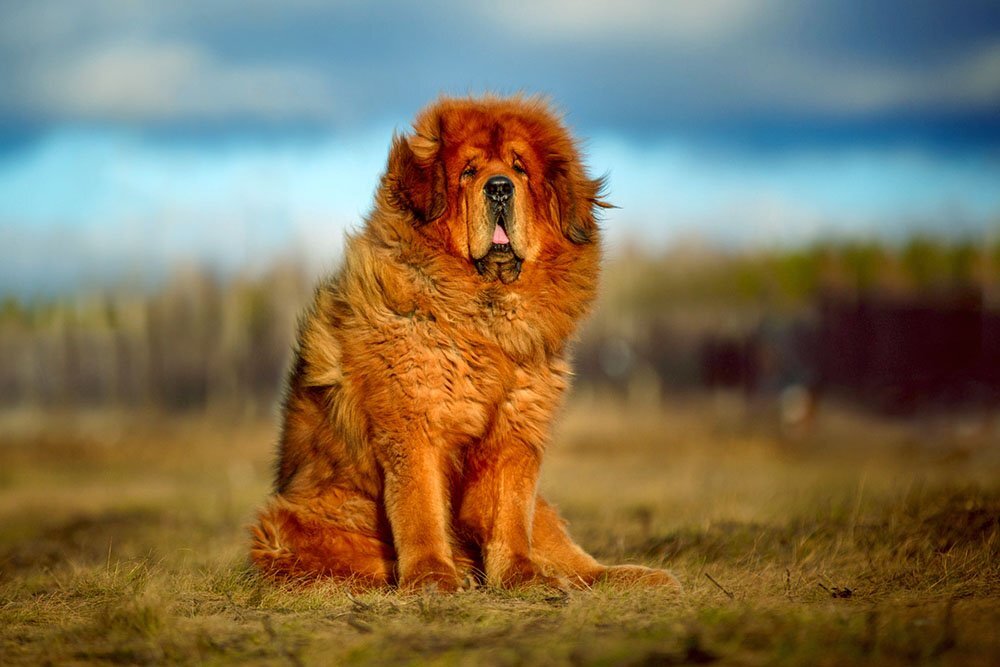  📷 📷 📷 📷 📷 📷 📷 📷 📷    Самые распространенные породы собак в России