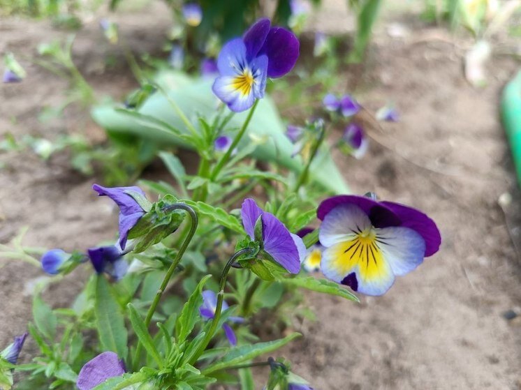     Фото: МК в Туле