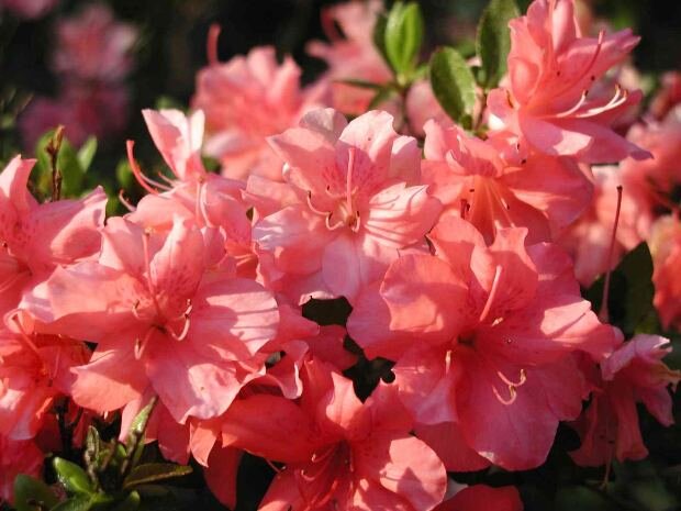 фото с сайта https://morguefile.com/