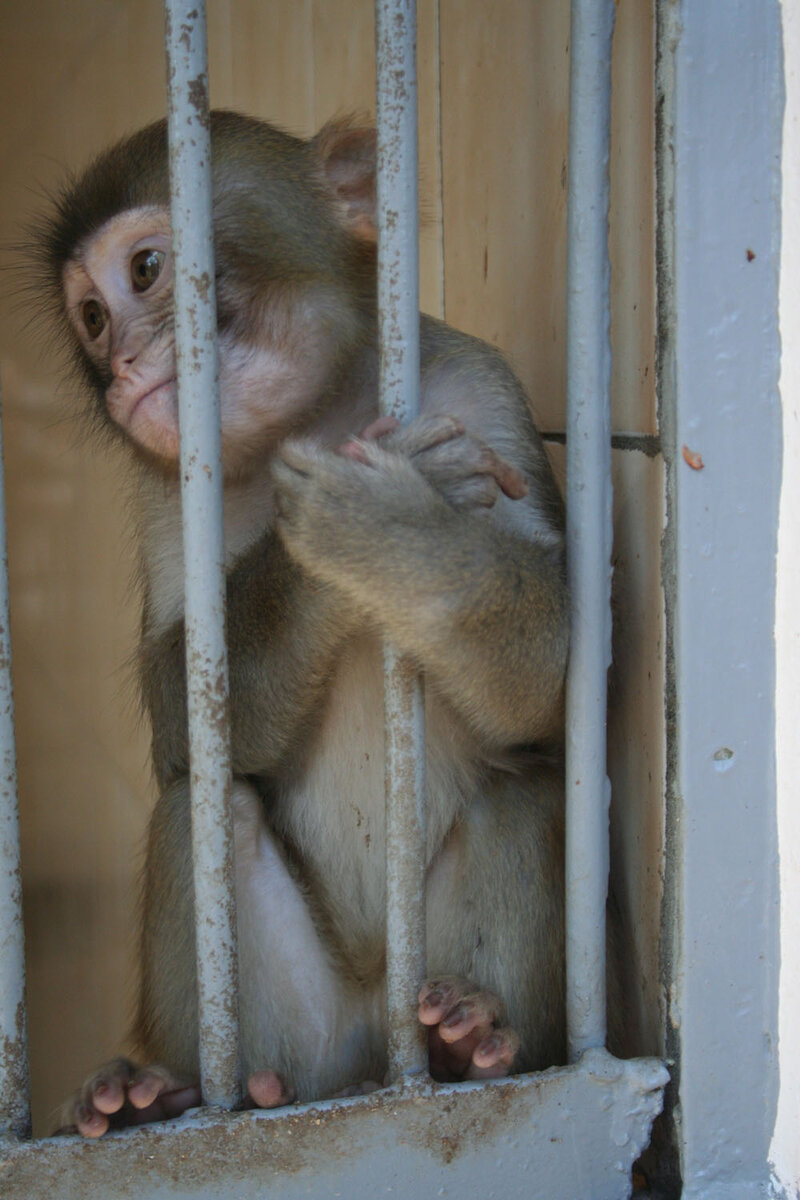 Ее прабабушку изнасиловали люди