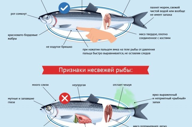    Чем опасна рыба и как определить ее качество? Инфографика