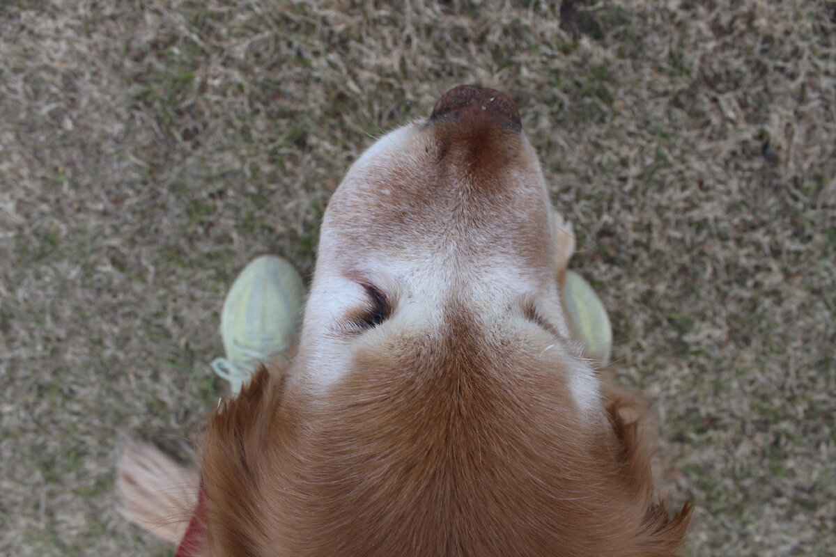 Фибросаркома верхней десны. 5 месяц после постановки диагноза. Приблизительно 9 месяц после начала болезни. Отличный аппетит, кушает много, сама из миски. Нормальный стул. Активна. Хочет играть в мячик (не даем). Кувыркается на газоне. Днем ,в общем, хорошо себя чувствует. Ночью плохо спит. Проблем с носом и дыханием нет. И днем и ночью даем обезбаливающие.