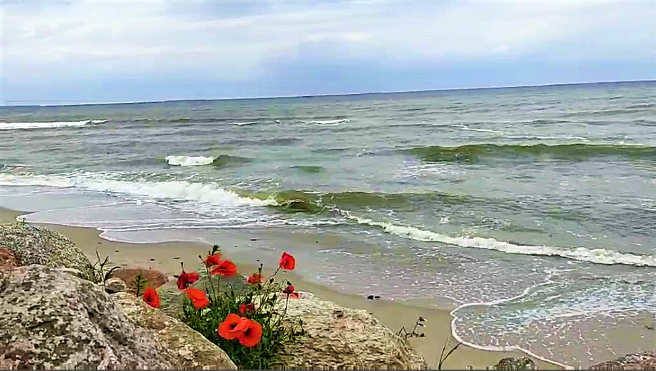 Вода в зеленоградске температура сегодня балтийском море. Балтийское море Зеленоградск. Берег Балтики Зеленоградск. Балтийское море фото Зеленоградск. Балтийское море в июле.