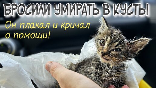 Download Video: Котёнок уже не плакал | он лежал молча и ждал смерти | люди нашли его и отдали нам | пытаемся спасти | help a homeless kitten to survive