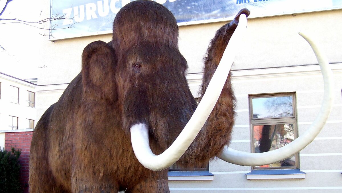     В Азовском музее появились тактильные копии древнего человека и шерстистого мамонта, сообщили в правительстве Ростовской области.