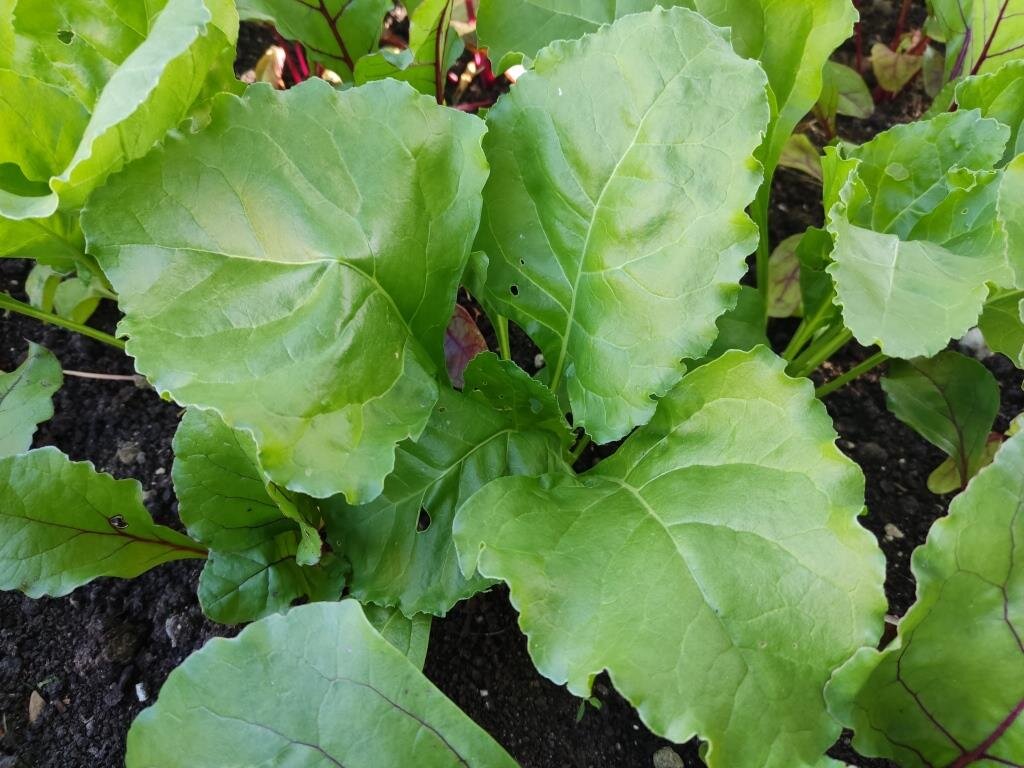 Листья свеклы фото Свекольная ботва Plant leaves, Plants, Garden