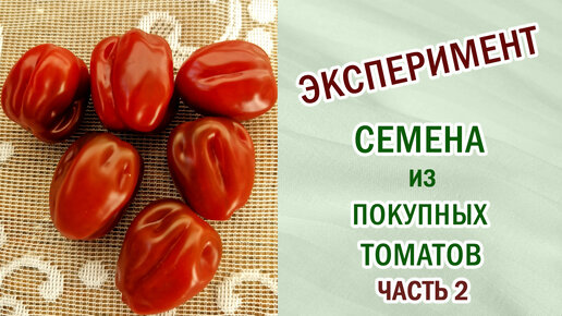 Томаты из покупных. Эксперимент часть 2. Подводим итог. #томаты #овощи #эксперимент #семена #выращиваемовощи #помидоры