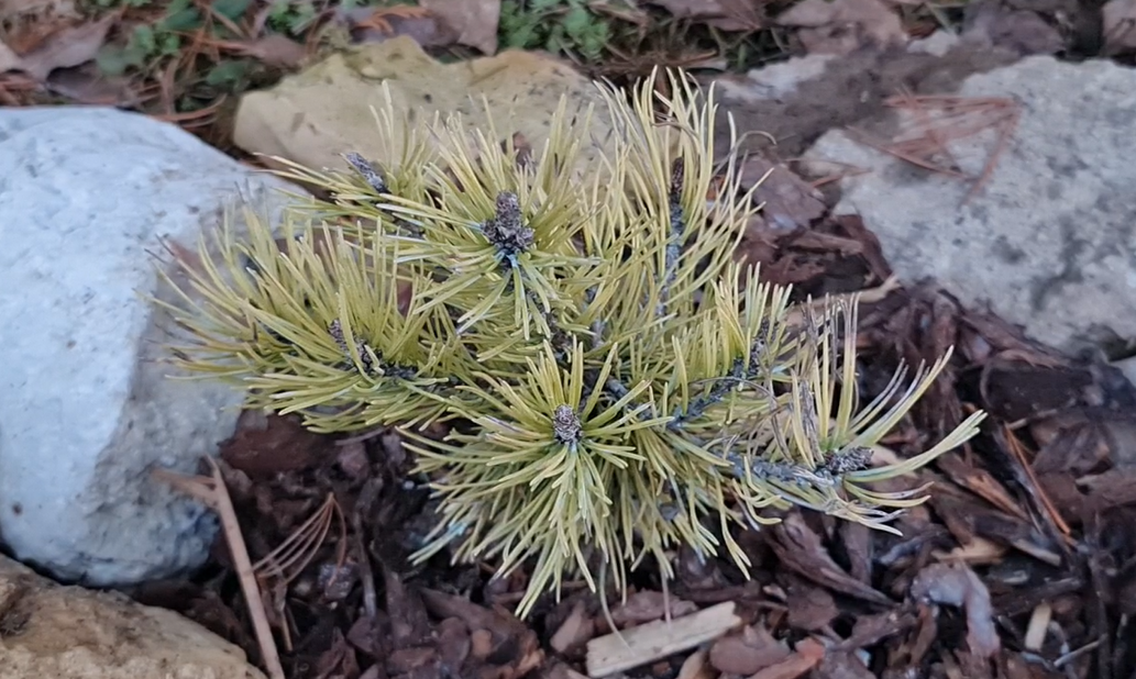По мере наступления весны окраска тускнеет