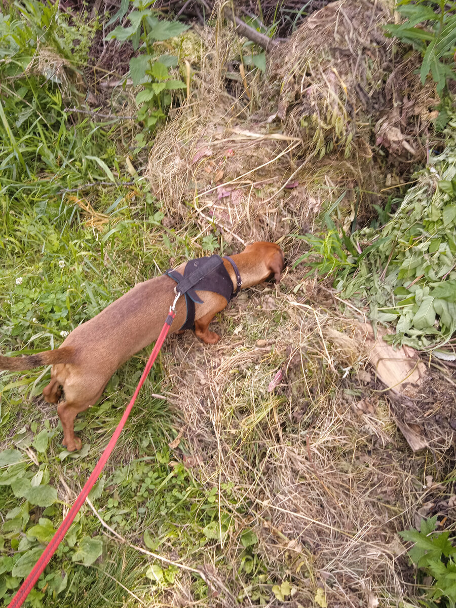Что тут за дрянь, надо ее подобрать