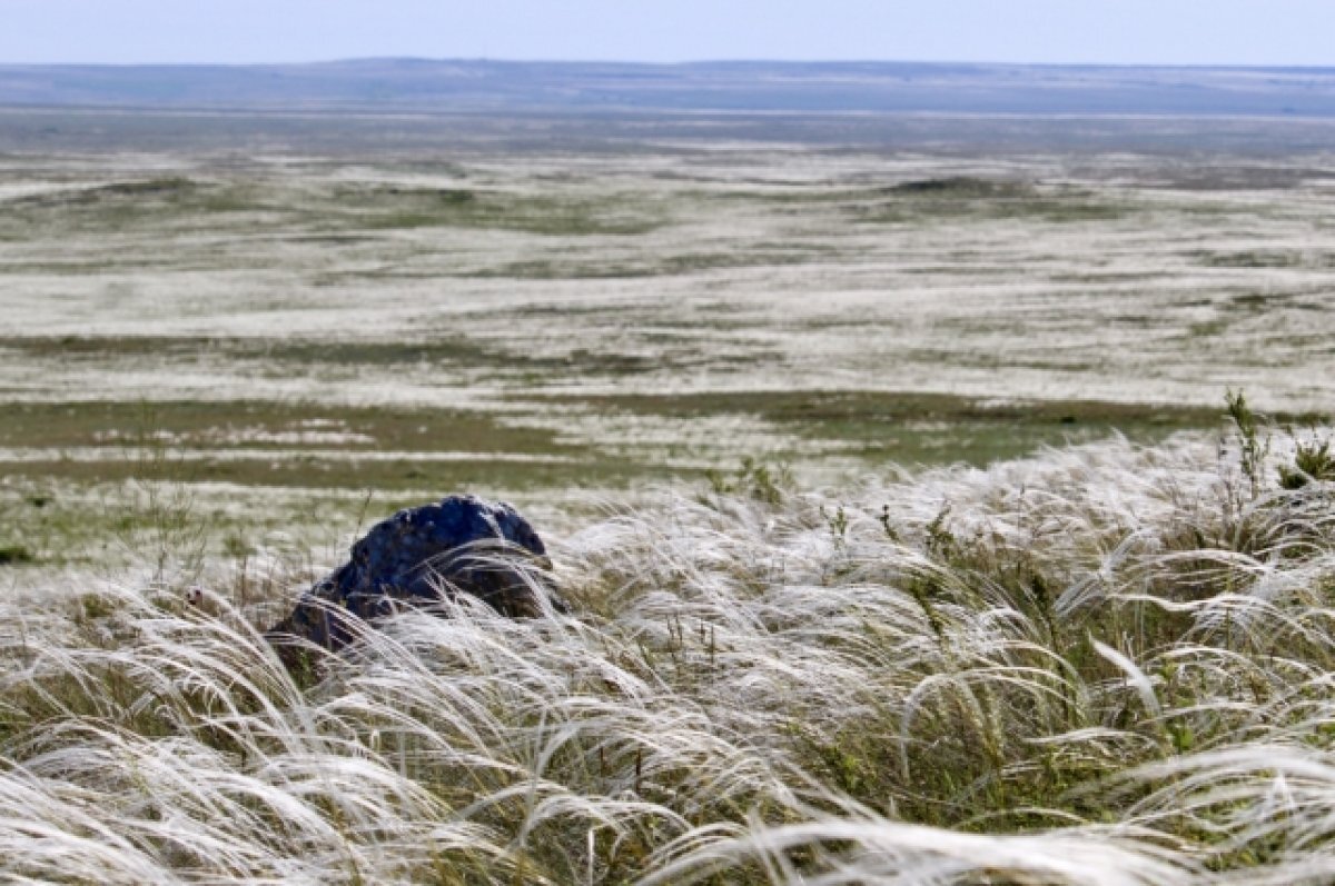    Ковыльные степи под Волгоградом создали ощущение сопок Манчжурии для фильма