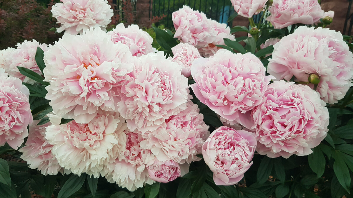  Сара Бернар