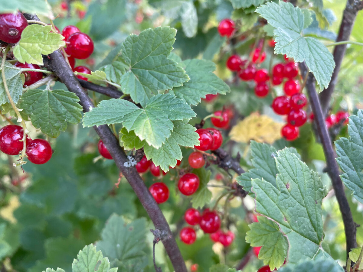 Дачная красная смородина