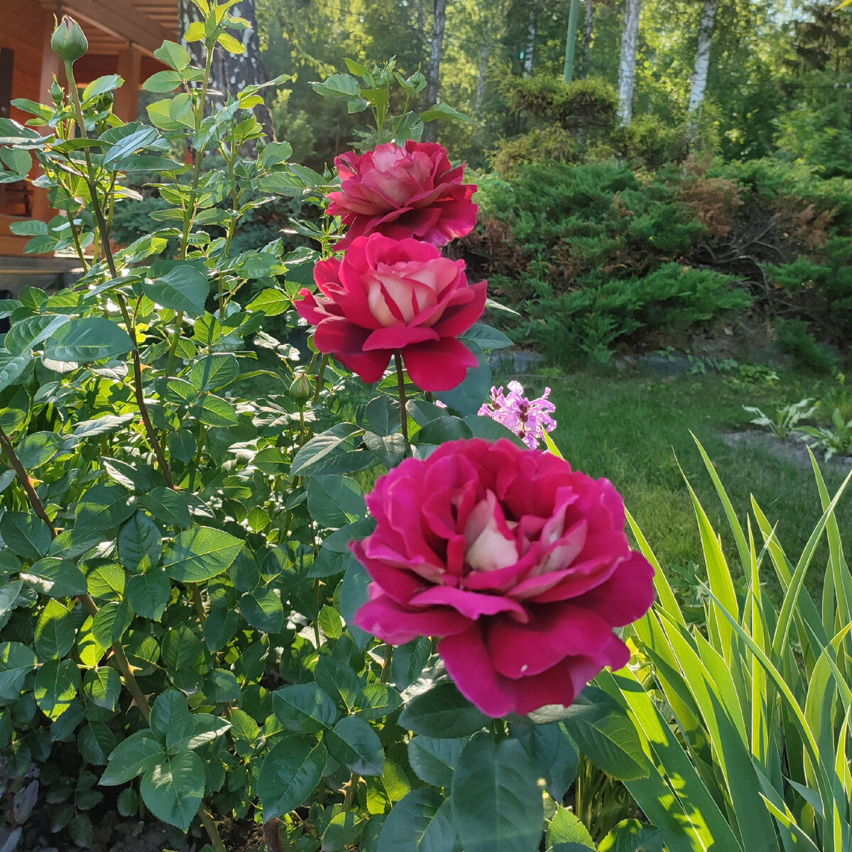 Три царицы! Сорт Кроненбург. Огроменные, с ладонь!