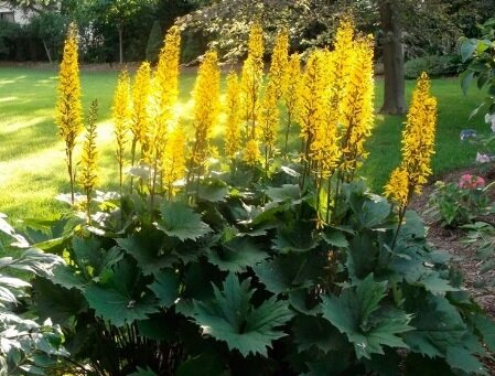 Бузульник колосовидный, фото из Интернета