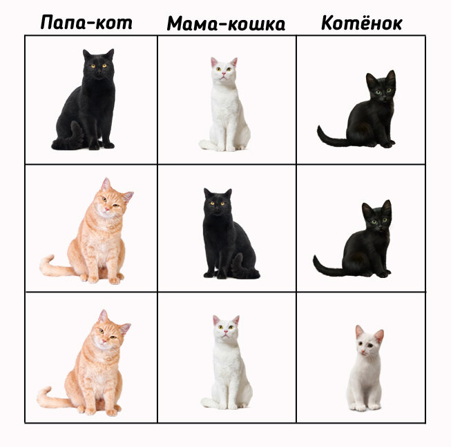 Генетическая зависимость цвета шерсти у кошачьих, теория Мелкого)
