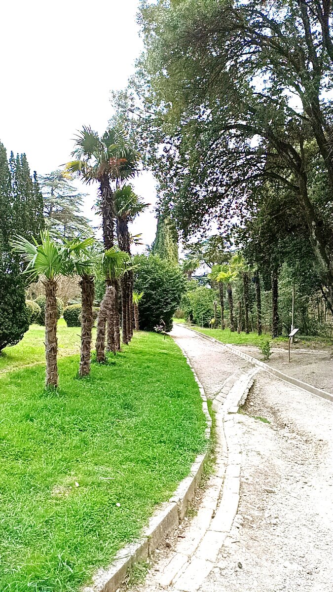 Аллея с пальмами 