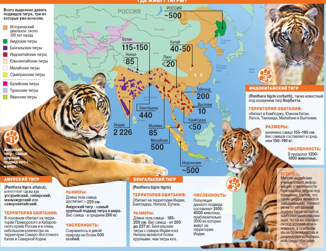 В какой стране обитает. Тигр Амурский тигр где живет. Ареал обитания Уссурийского тигра. Амурский тигр ареал обитания в России. Ареал обитания Амурского тигра на карте.