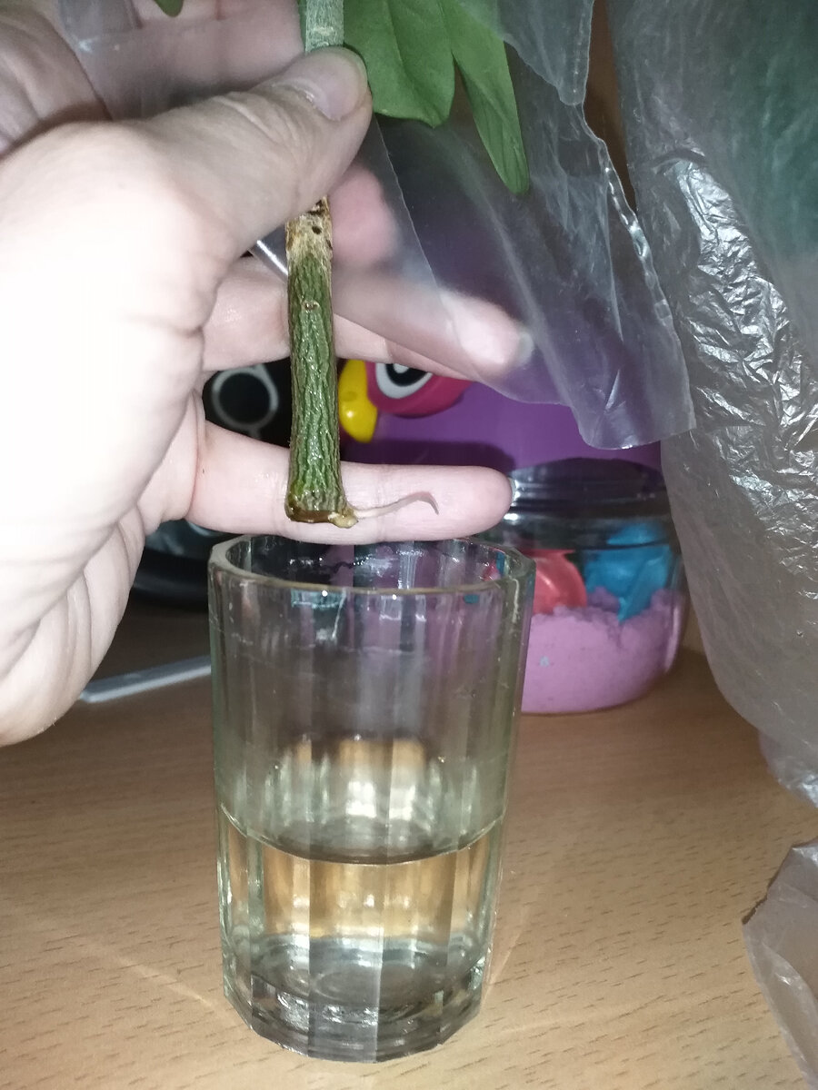 В чистой воде