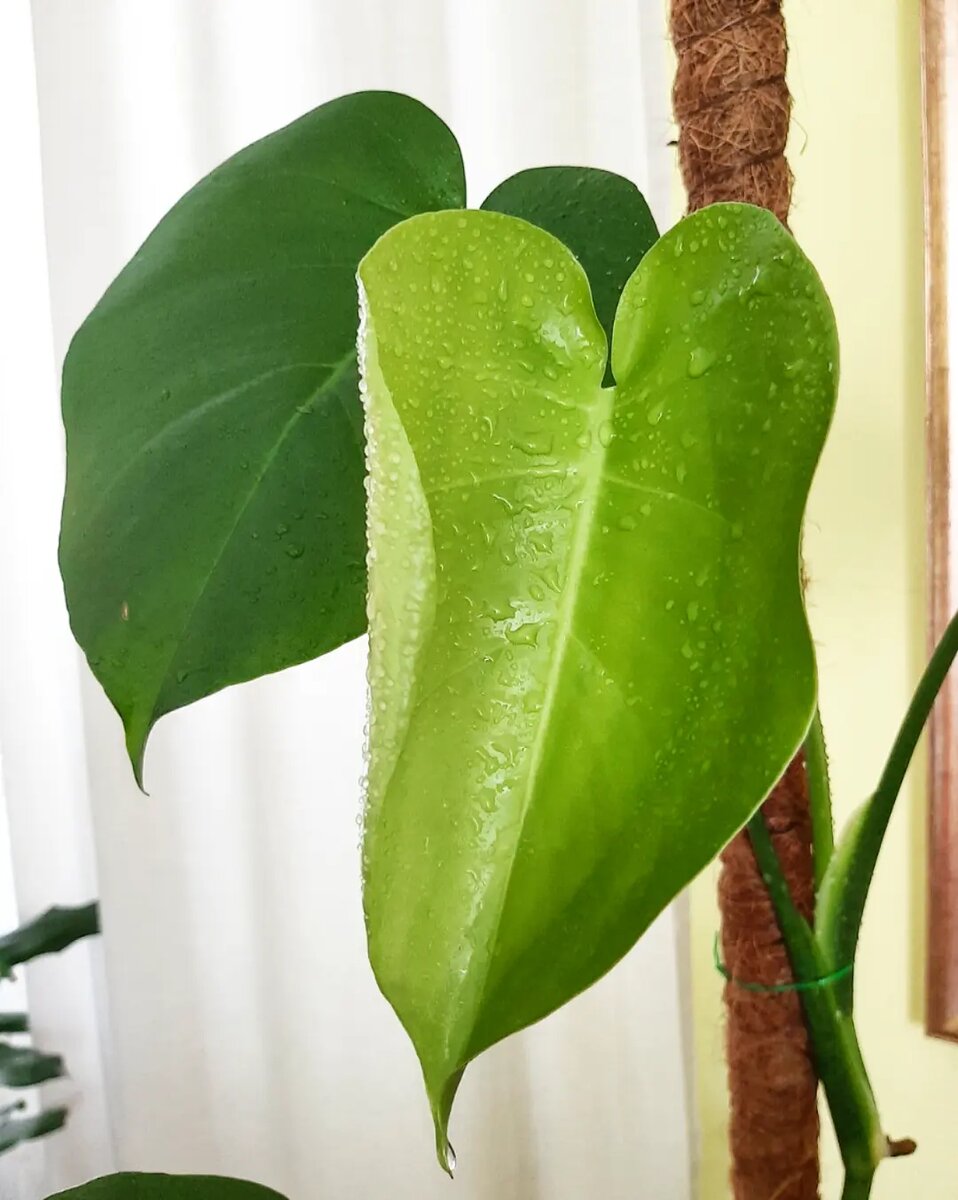 Монстера делициоза