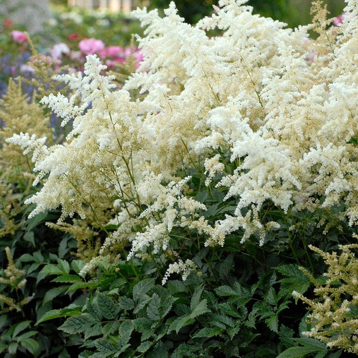 Astilbe japonica Deutschland, фото с инета
