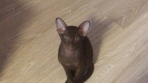 Ольга Гордон | тиграм в зоопарке не докладывают мяса! # ...