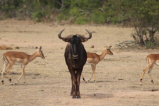 Антилопа Гну