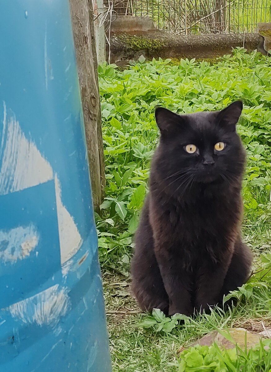 Кот Персей удивлён, что опять потекла бочка!
