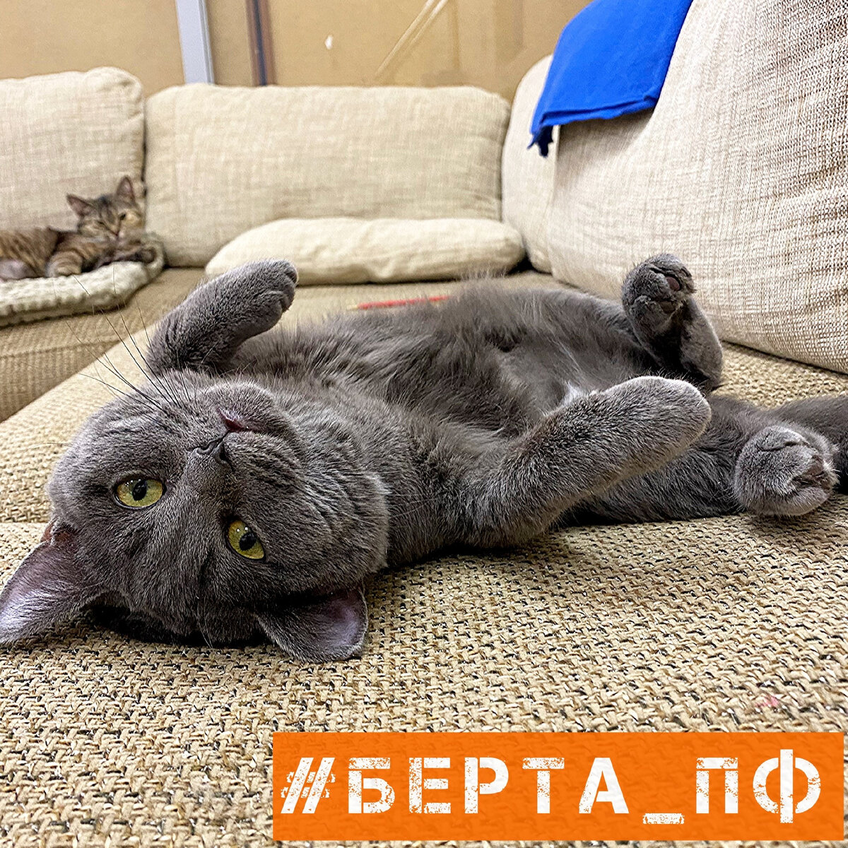 Берта в приюте