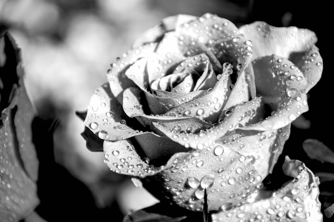 https://fonwall.ru/wallpaper/wallpaper-rose-monochrome-drops-of-water-sadness/