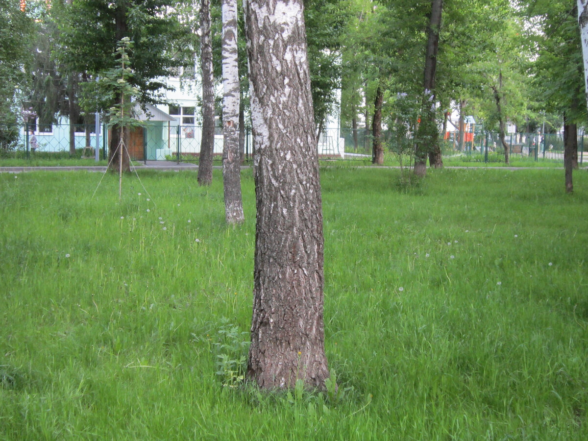 Угадай дерево | Растения в городском дворе | Дзен