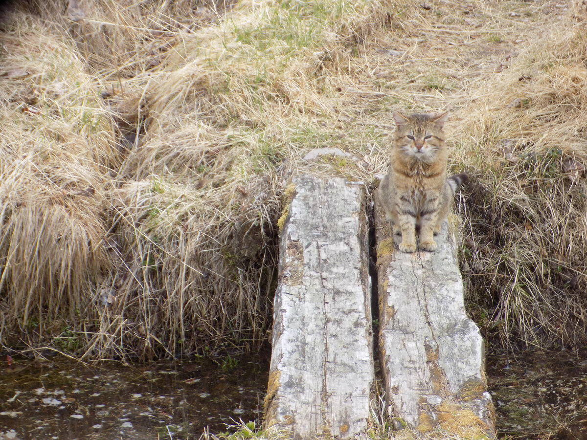 Прощальный взгляд домашнего питомца.
