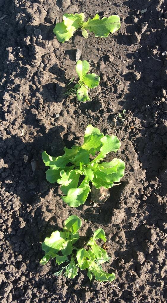 Салат уже щипать можно