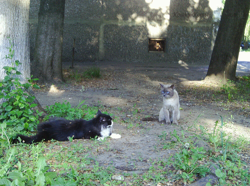 1. Скажи-ка Вася, будут ли дожди? 