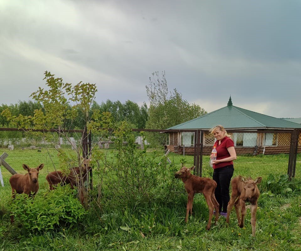    Временная передержка, до момента возвращения лосей в дикую природу, организована в Воскресенском районе на территории племенного завода «Серая лошадь» Пресс-релиз