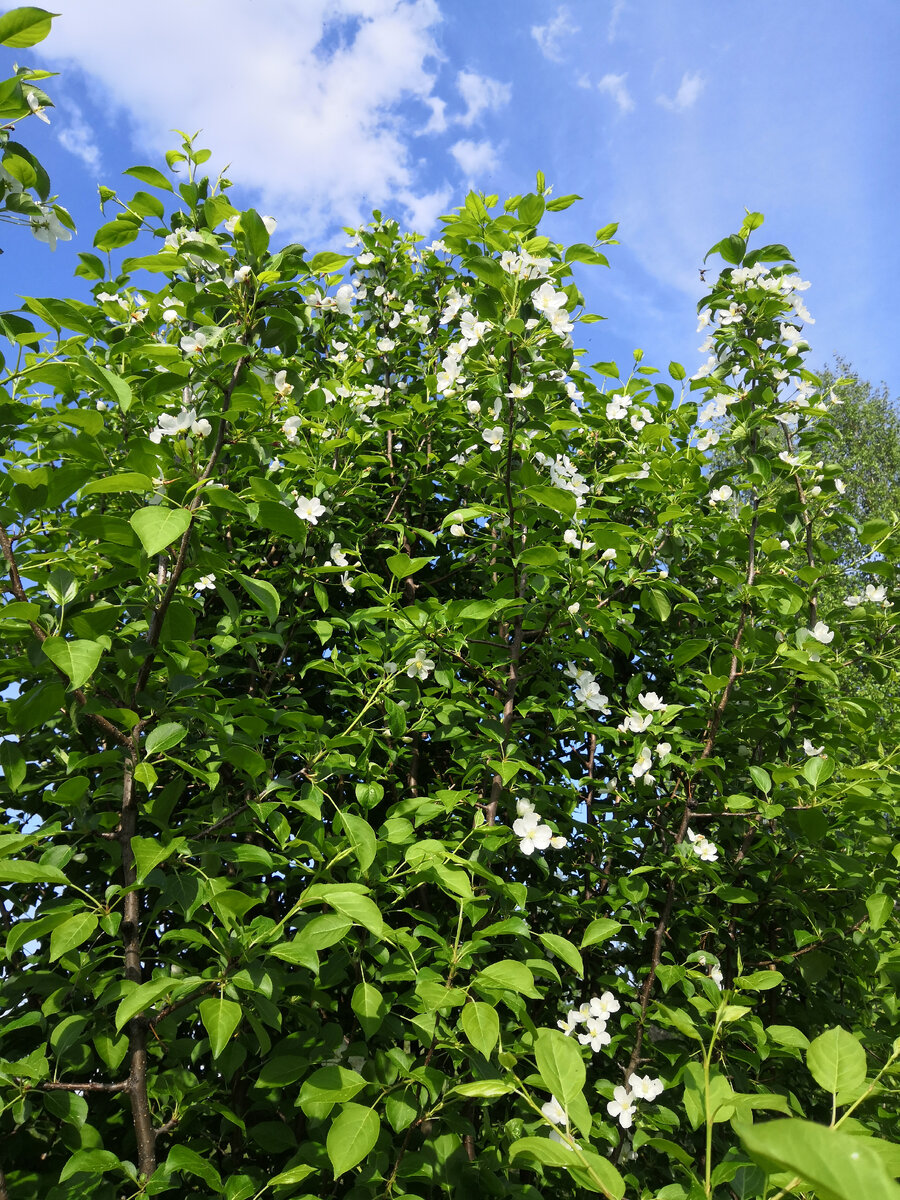 Яблоня дичка у нас на участке